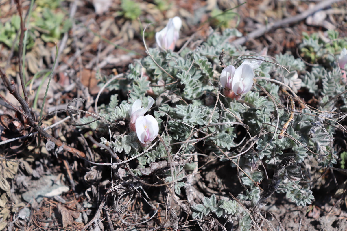 Изображение особи Astragalus testiculatus.