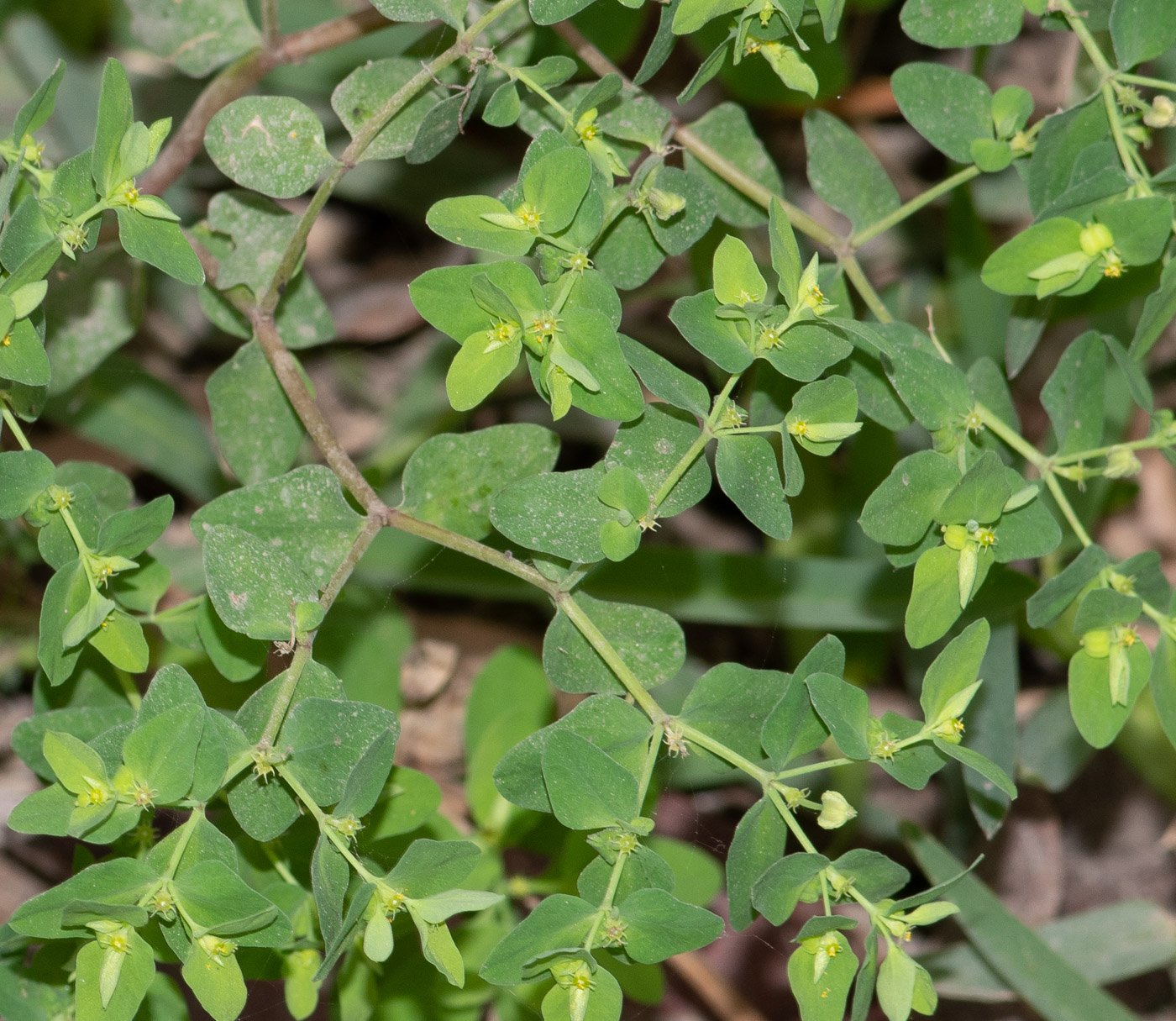 Image of Euphorbia peplus specimen.