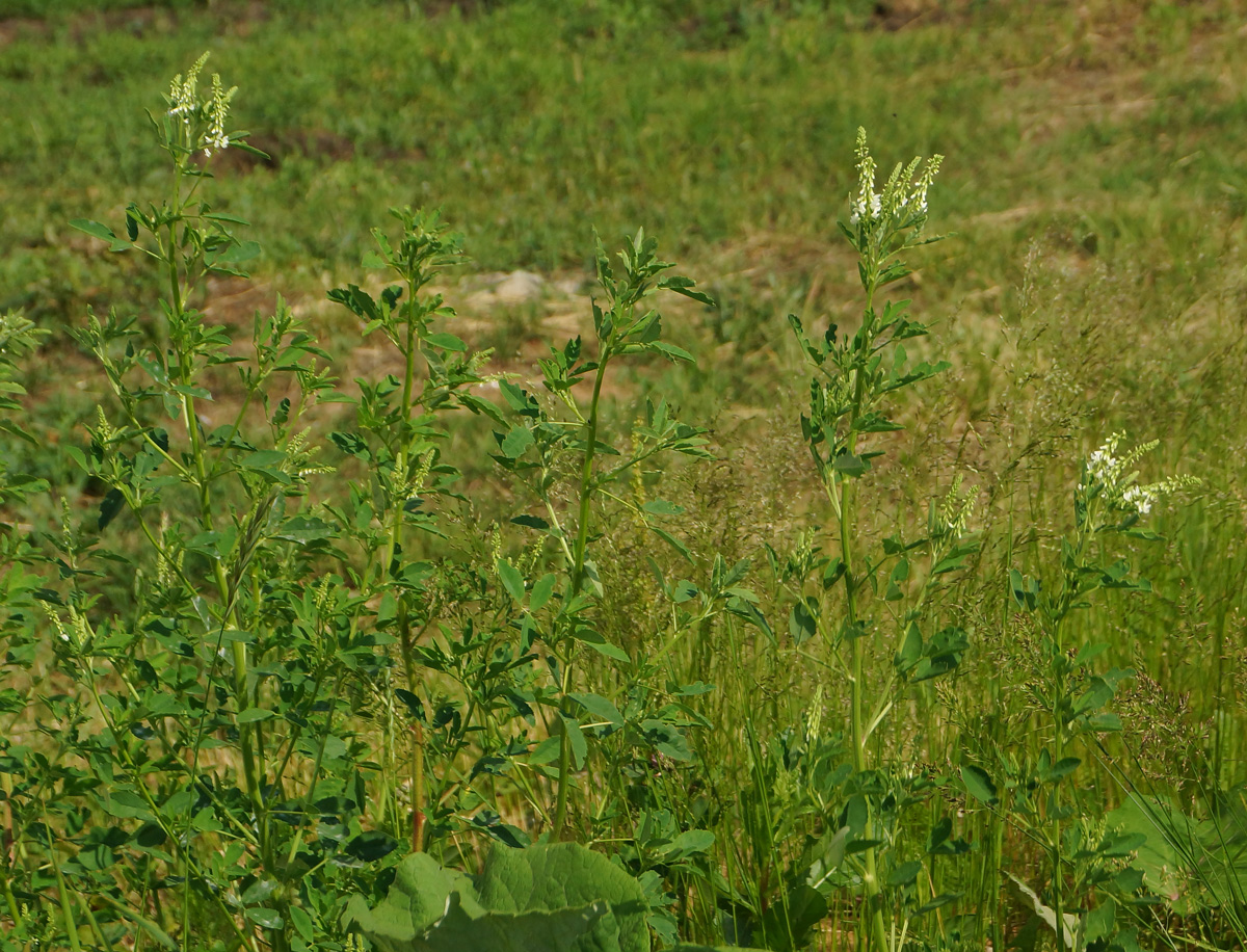 Изображение особи Melilotus albus.