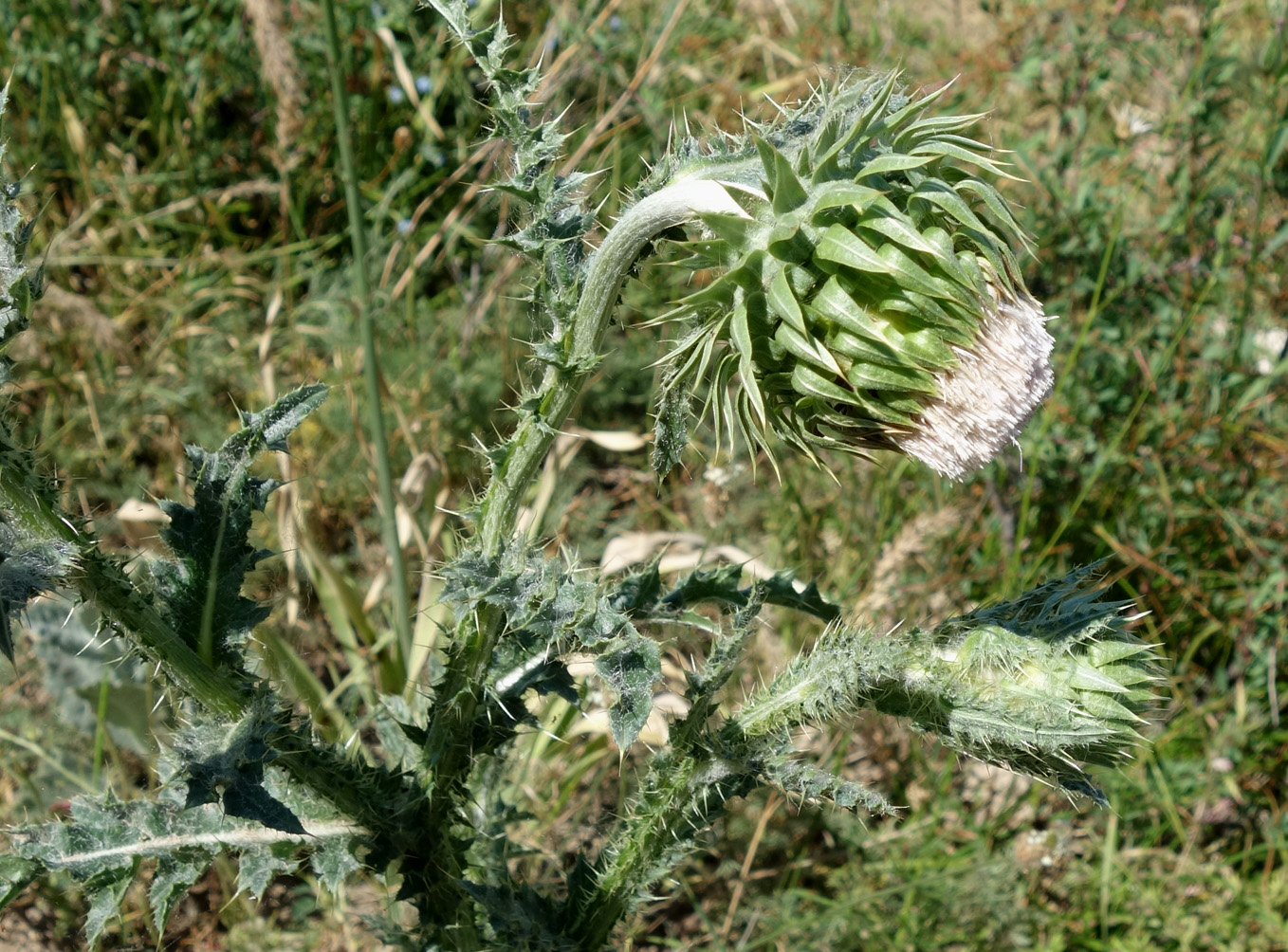 Image of Carduus nutans specimen.