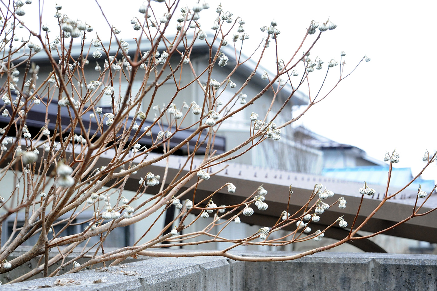 Image of Edgeworthia chrysantha specimen.