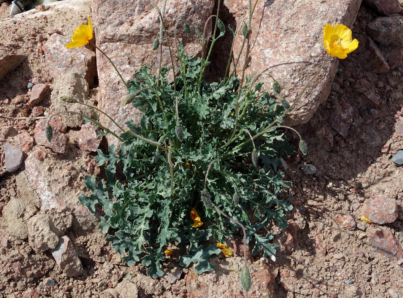 Изображение особи Glaucium squamigerum.