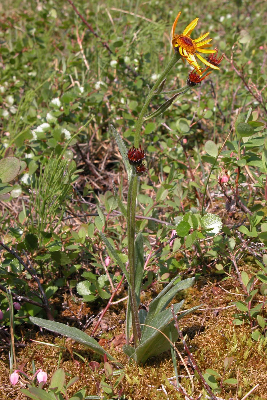 Изображение особи Tephroseris tundricola.