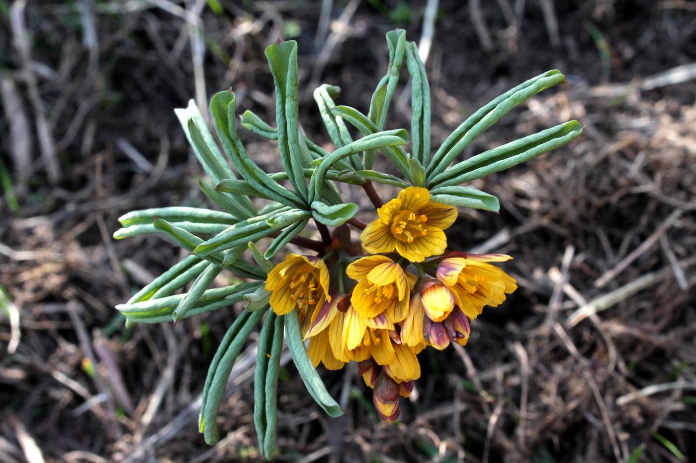 Изображение особи Gymnospermium alberti.