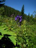 Aconitum paskoi