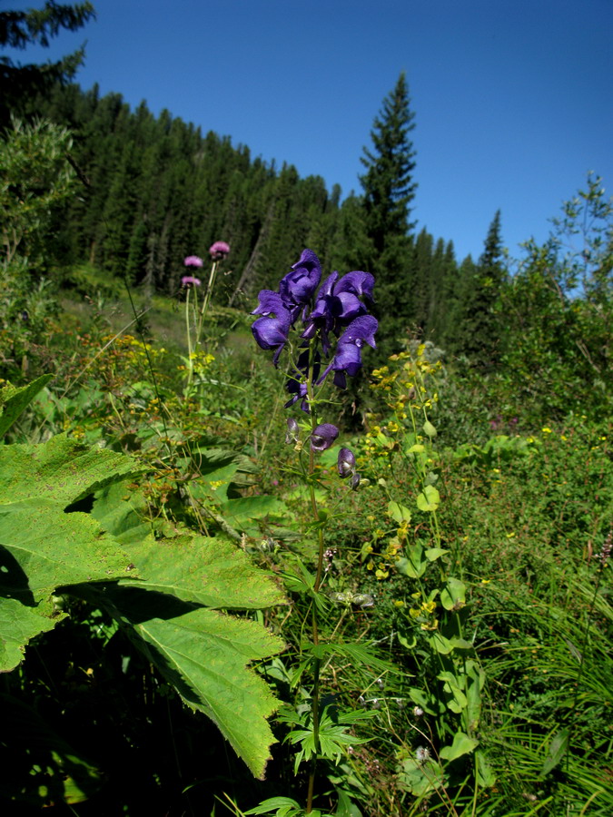 Изображение особи Aconitum paskoi.