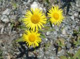 Inula japonica. Соцветия. Приморский край, окр. г. Артем, обочина насыпи дороги из аэропорта в Артем. 06.08.2019.