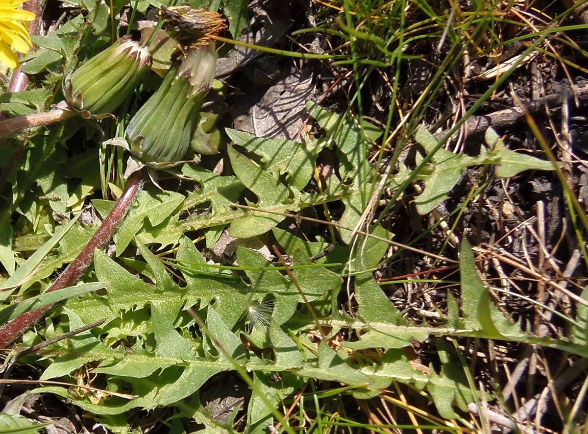 Изображение особи род Taraxacum.