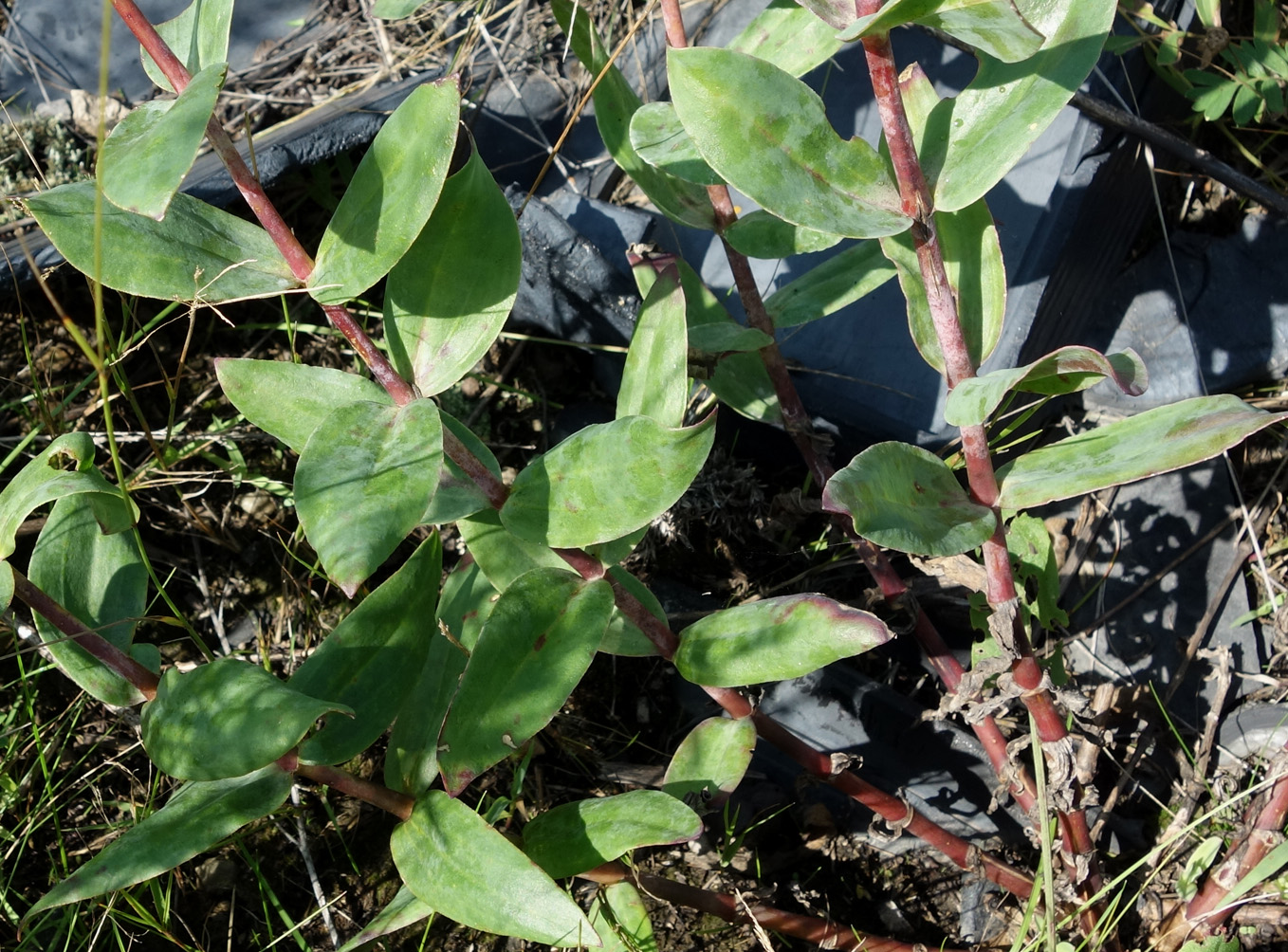 Image of Gypsophila pacifica specimen.