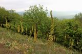 Eremurus spectabilis. Цветущие растения. Краснодарский край, м/о г. Новороссийск, хребет Маркотх, северо-восточный склон высоты 462, ≈ 450 м н.у.м., горная степь. 16.05.2020.