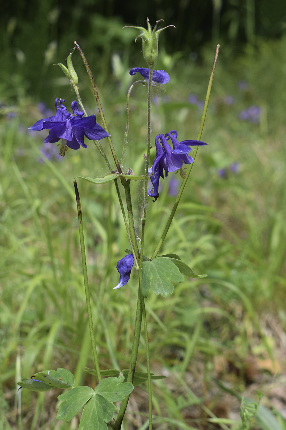 Изображение особи Aquilegia vulgaris.