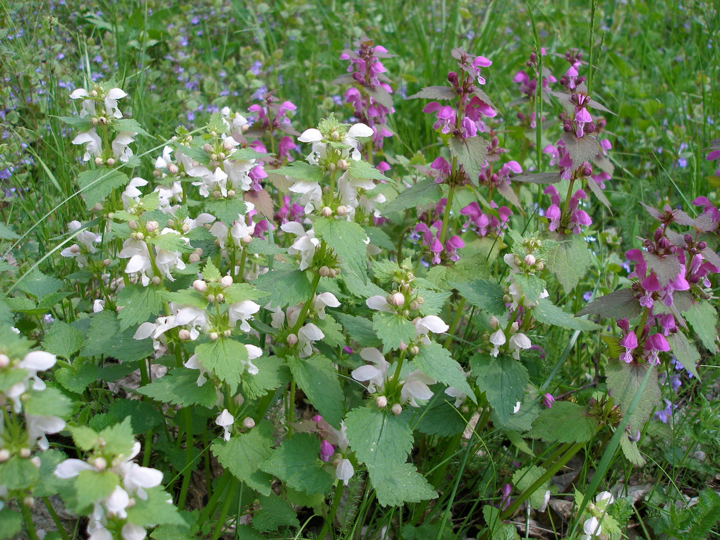 Image of Lamium maculatum specimen.