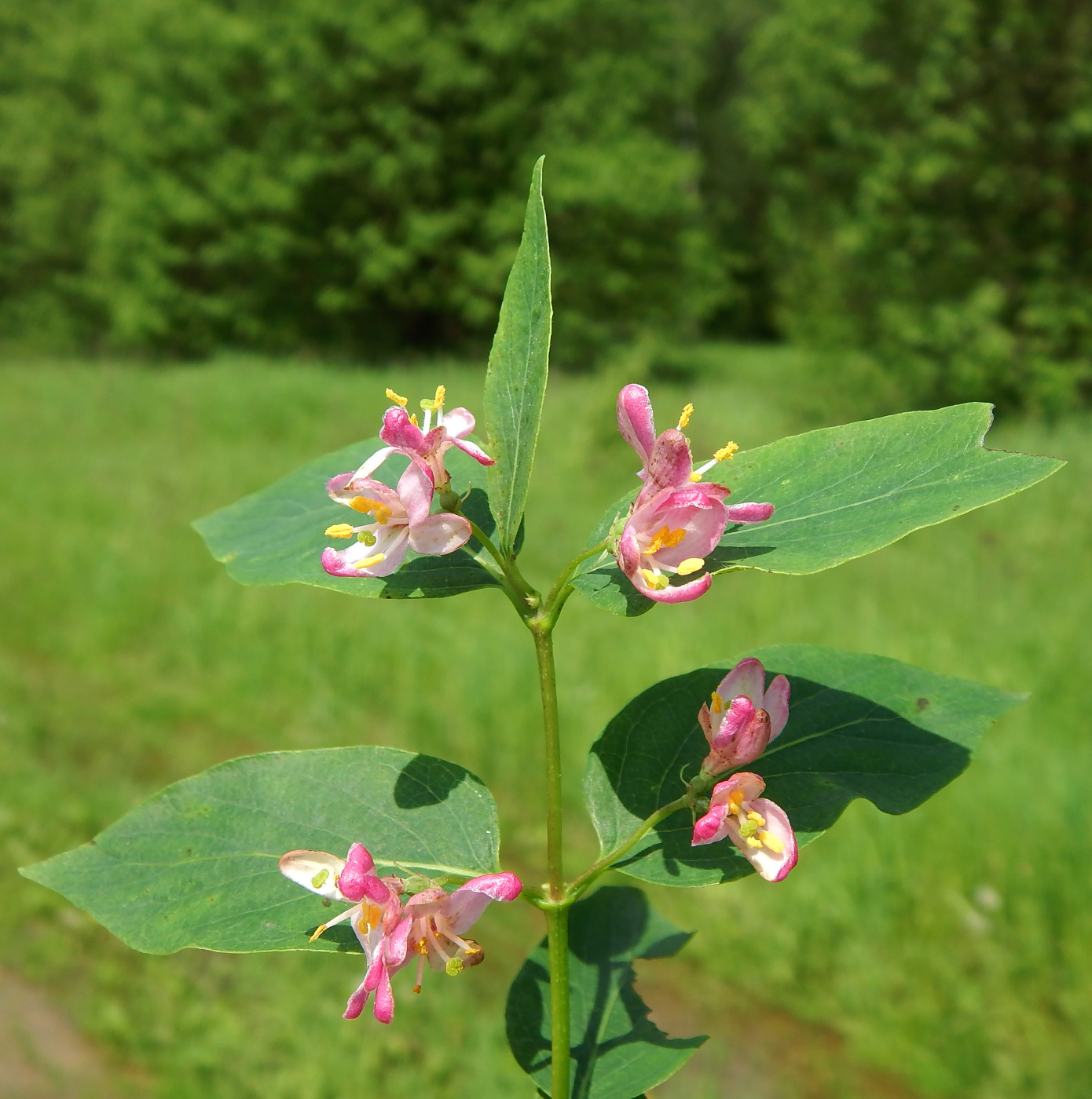 Image of Lonicera tatarica specimen.