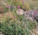 Centranthus longiflorus