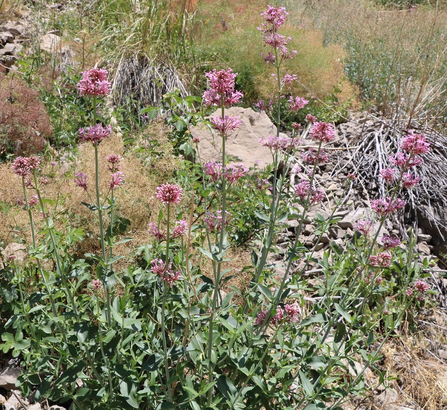 Image of Centranthus longiflorus specimen.