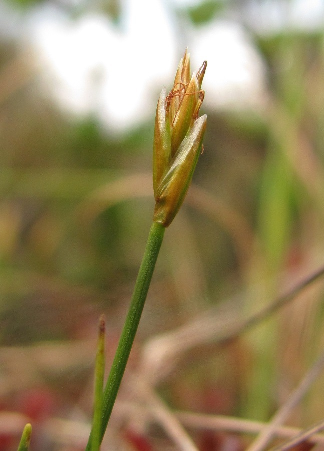 Image of Carex pauciflora specimen.