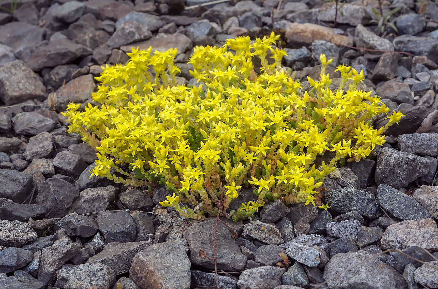 Image of Sedum acre specimen.