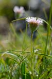 Erigeron alpinus. Верхушка побега с соцветием. Адыгея, Кавказский биосферный заповедник, плато Лаго-Наки, 2040 м н.у.м., покрытый дерном обломок скалы. 04.07.2020.