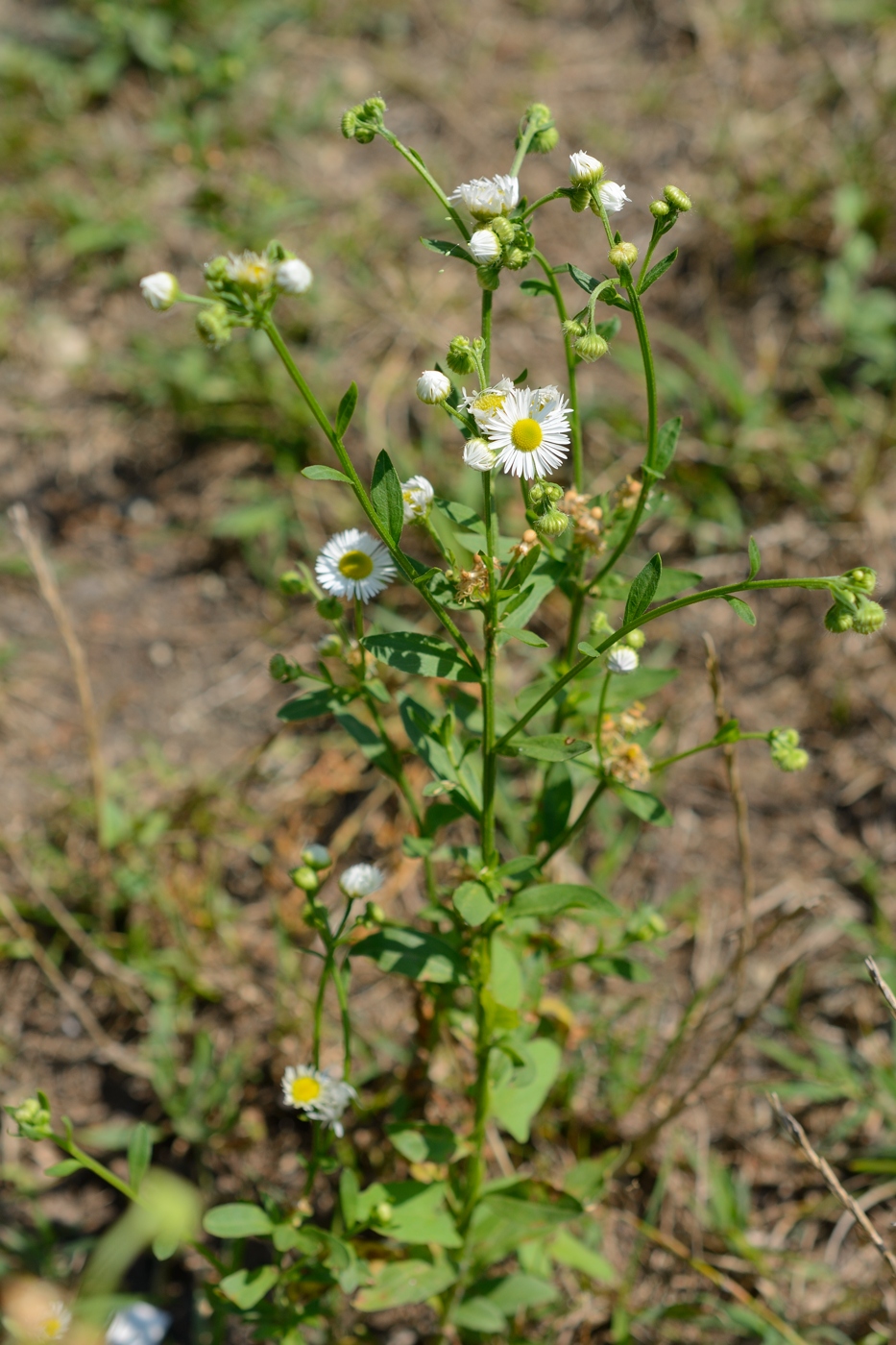 Image of Erigeron annuus specimen.