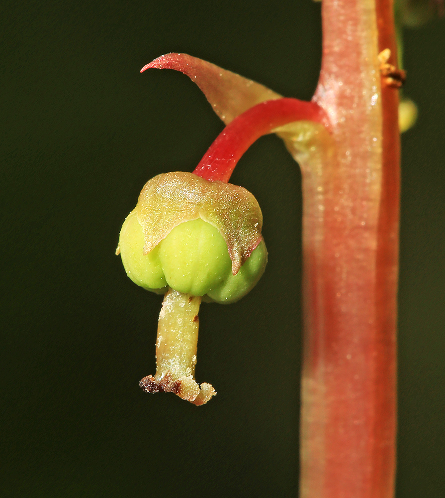Image of Pyrola minor specimen.