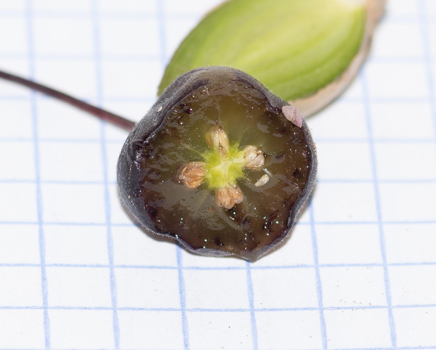 Изображение особи род Fuchsia.