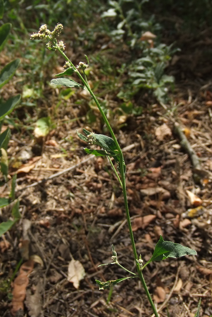 Изображение особи Atriplex patula.