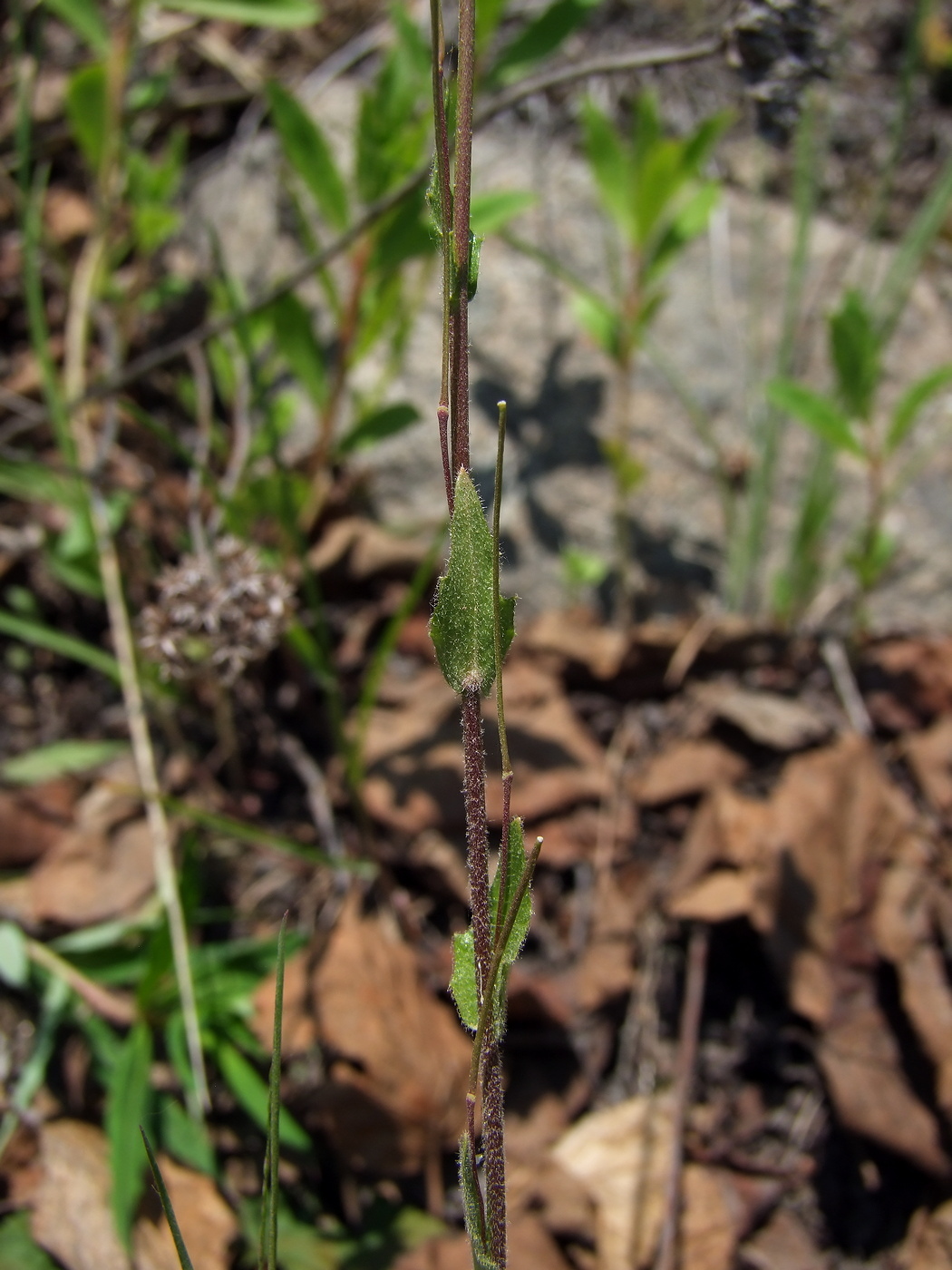 Image of Arabis sagittata specimen.