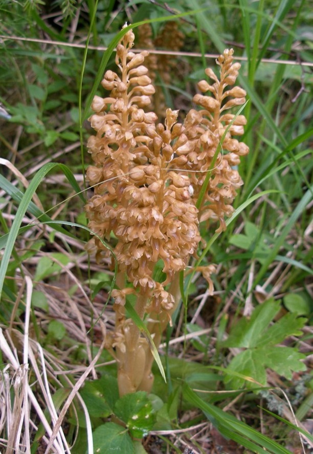 Image of Neottia nidus-avis specimen.