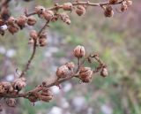 Verbascum pyramidatum. Части веточек с плодами. Адыгея, Кавказский биосферный заповедник, ур. Яворова Поляна, ≈ 1900 м н.у.м., субальпийский луг. 03.10.2015.