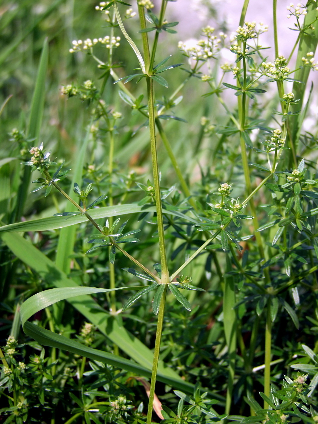 Image of Galium mollugo specimen.