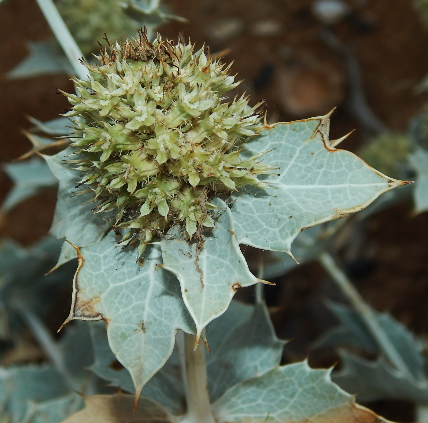 Image of Eryngium maritimum specimen.