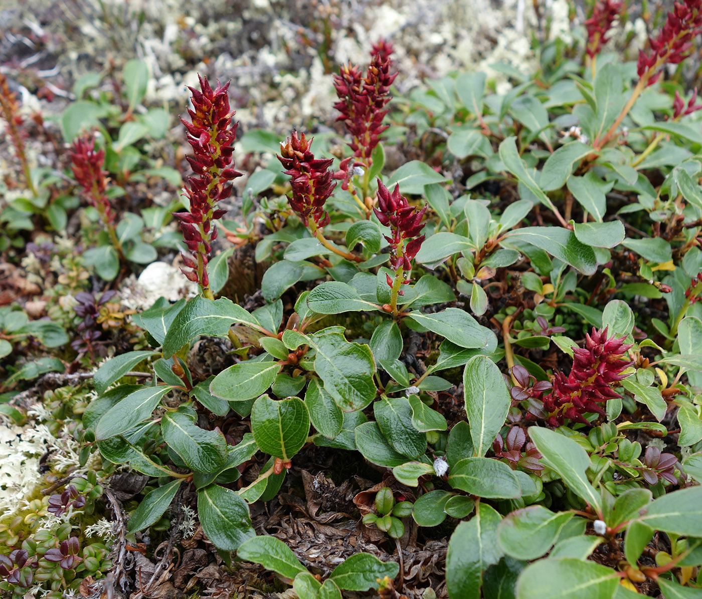 Изображение особи Salix sphenophylla.