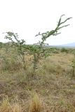 Vachellia drepanolobium