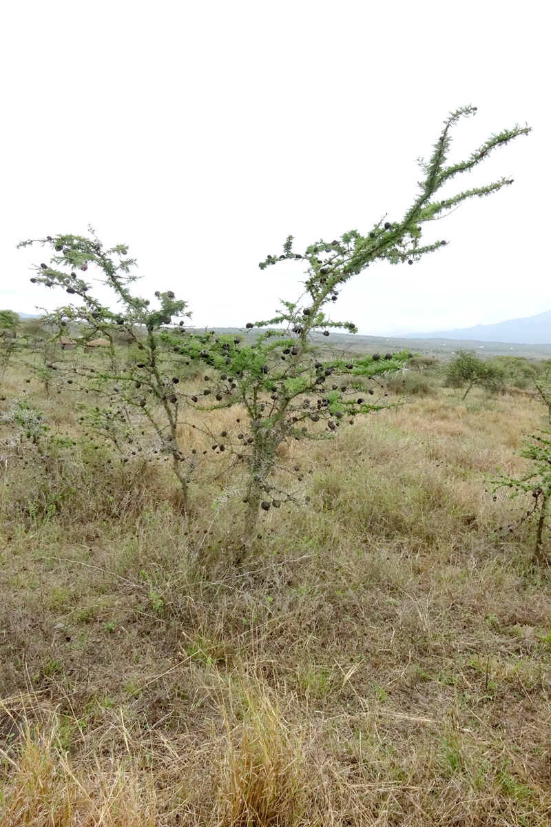 Изображение особи Vachellia drepanolobium.