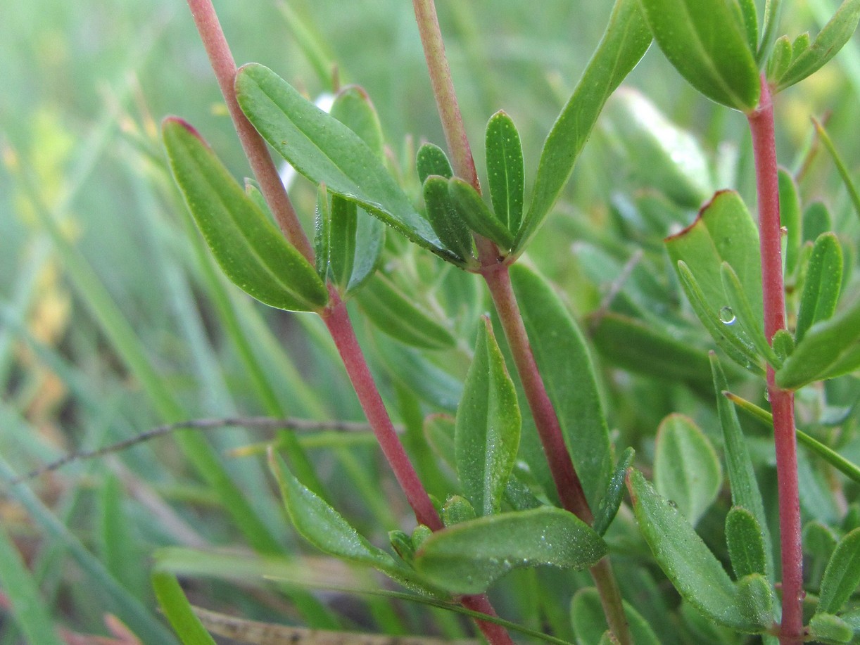 Image of Hypericum linarioides specimen.