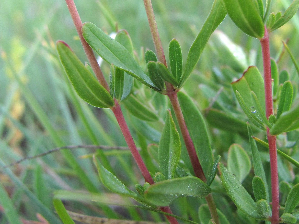 Изображение особи Hypericum linarioides.