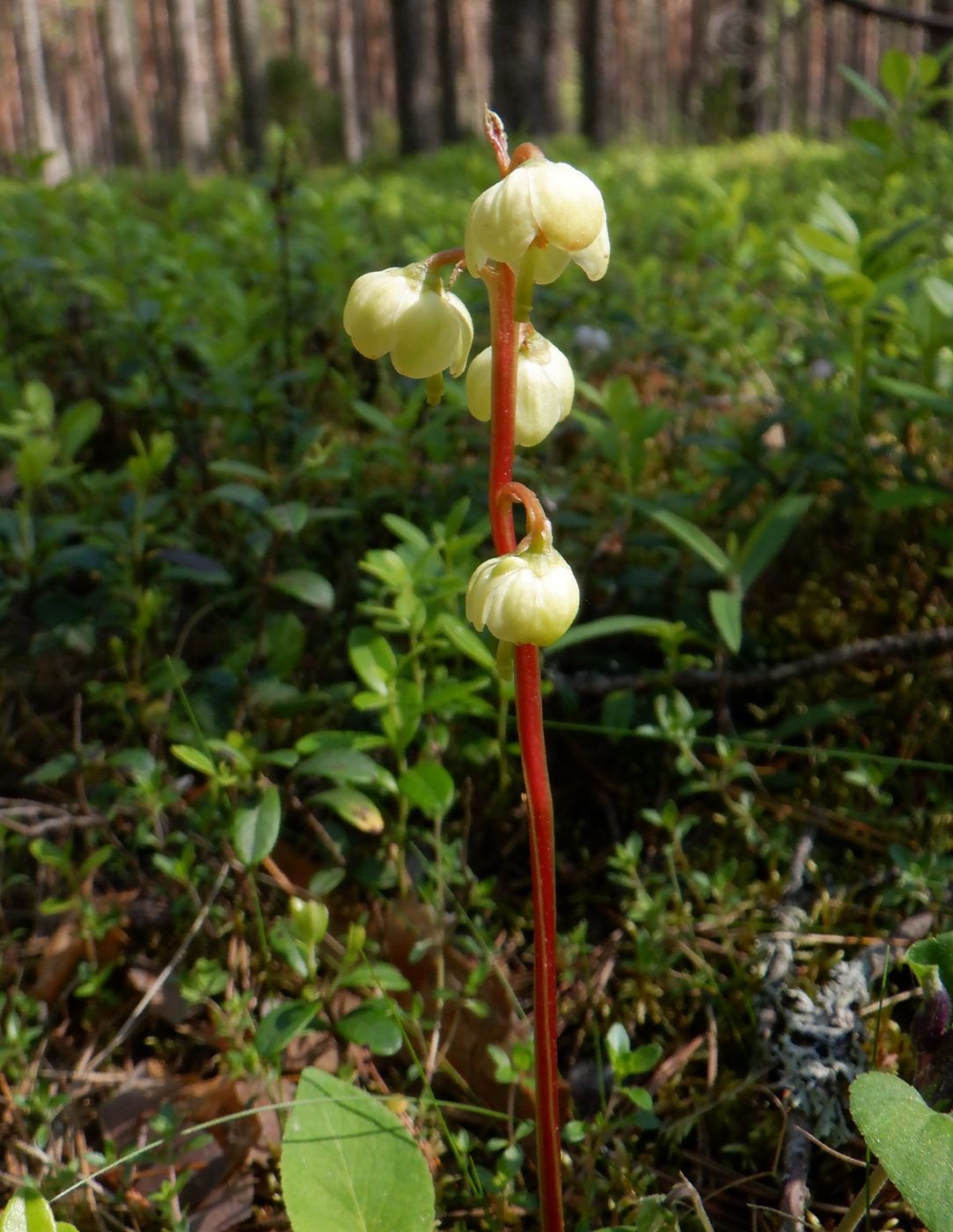 Изображение особи Pyrola chlorantha.