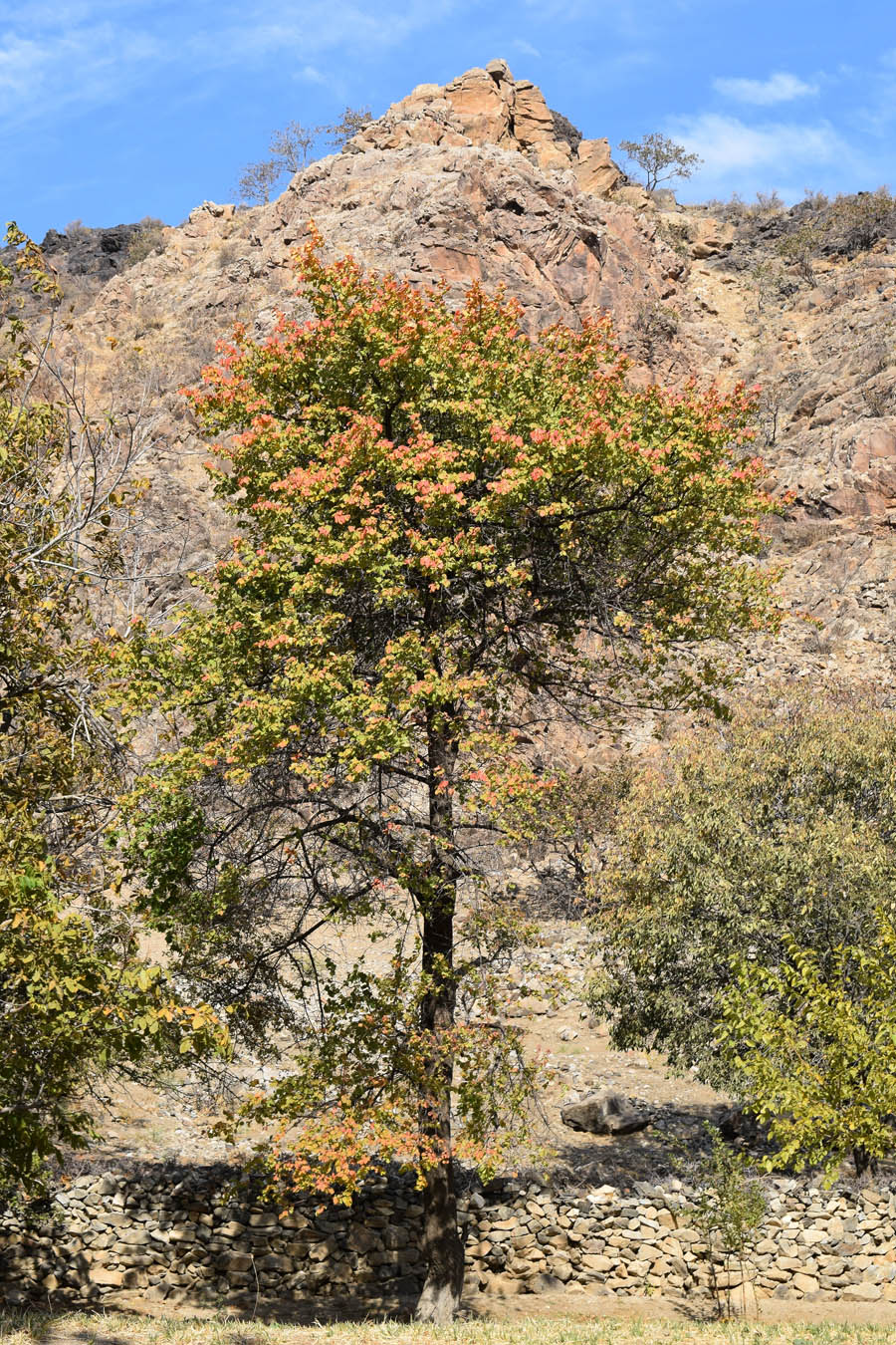 Image of Armeniaca vulgaris specimen.