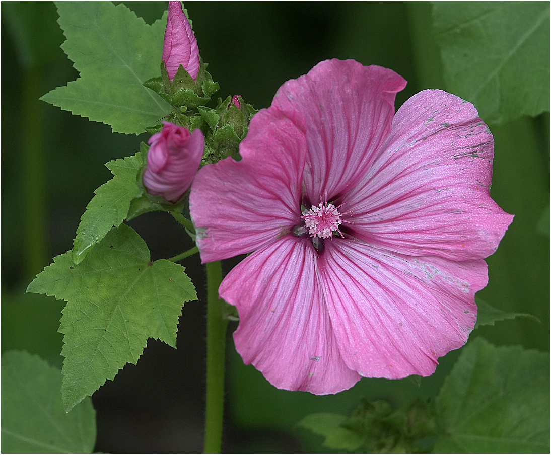 Изображение особи Malva trimestris.