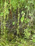 Scutellaria dependens