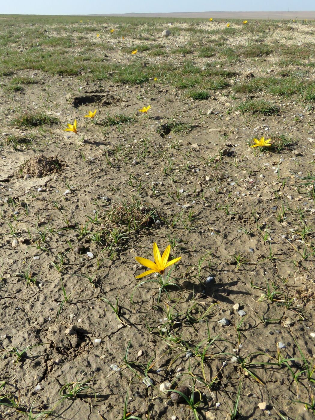 Изображение особи Crocus korolkowii.