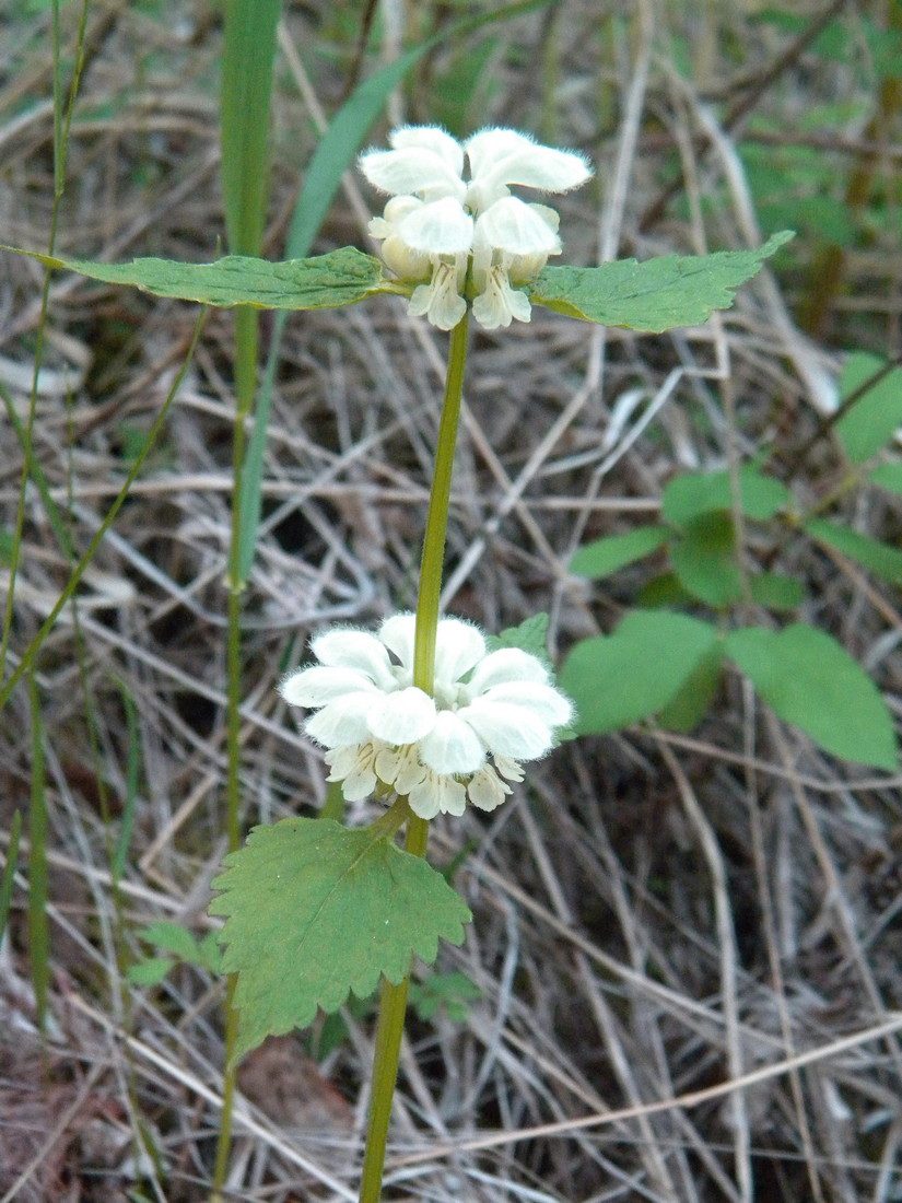 Image of Lamium album specimen.