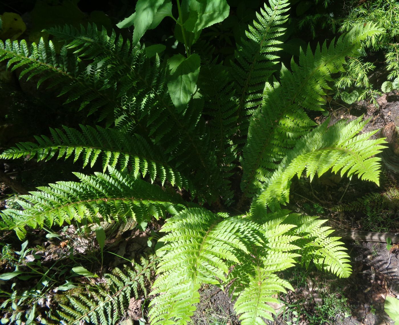 Image of Polystichum aculeatum specimen.