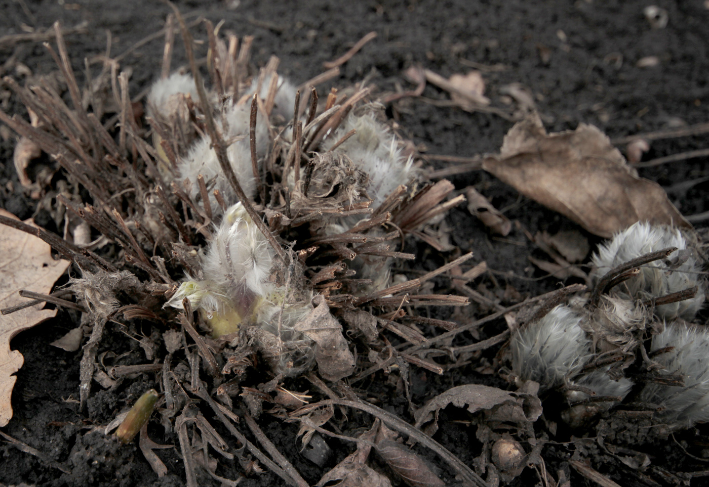 Image of Pulsatilla taurica specimen.