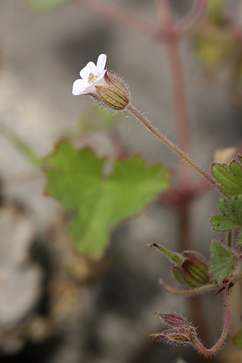 Image of Geranium rotundifolium specimen.
