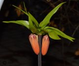 Fritillaria imperialis