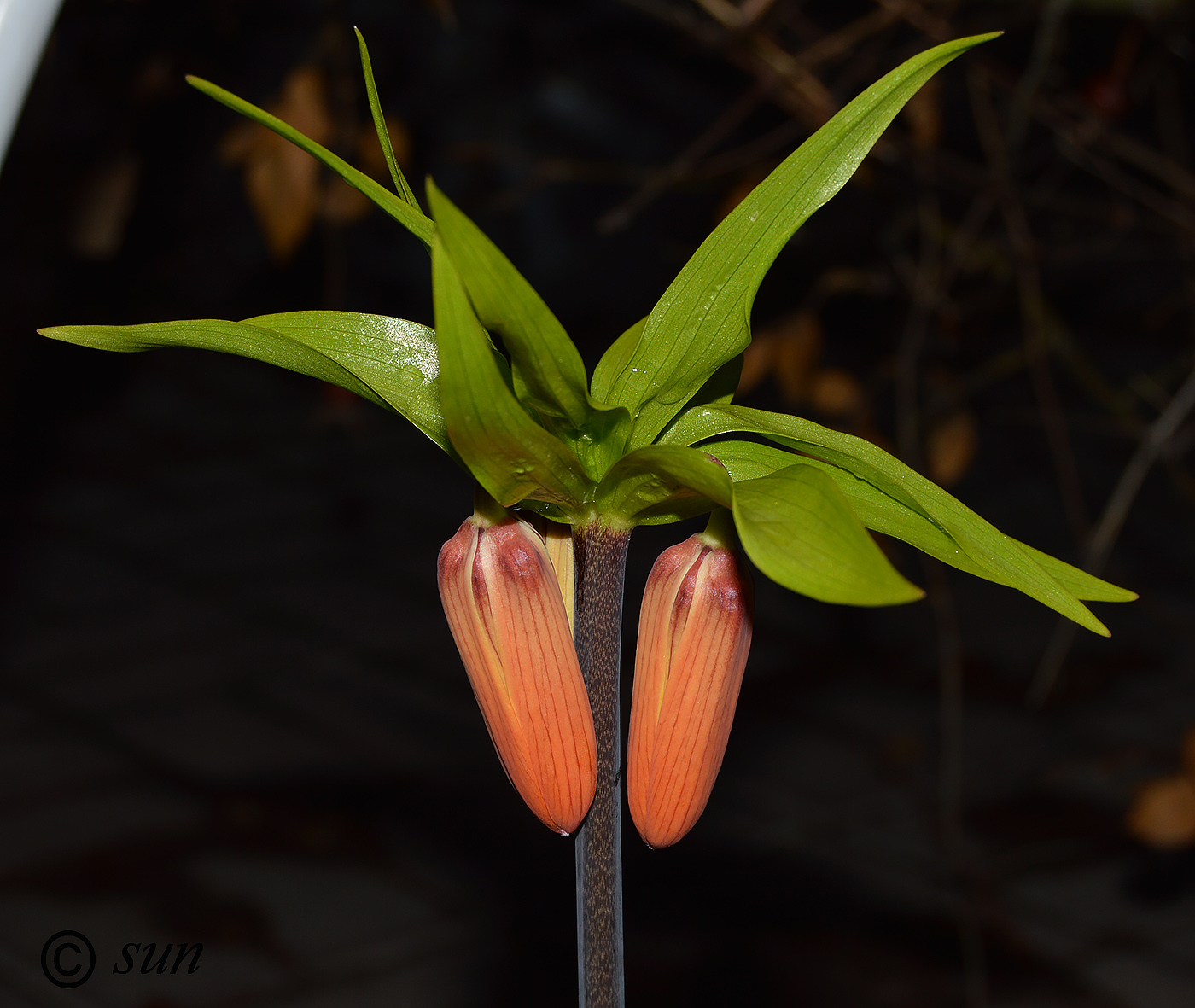 Изображение особи Fritillaria imperialis.