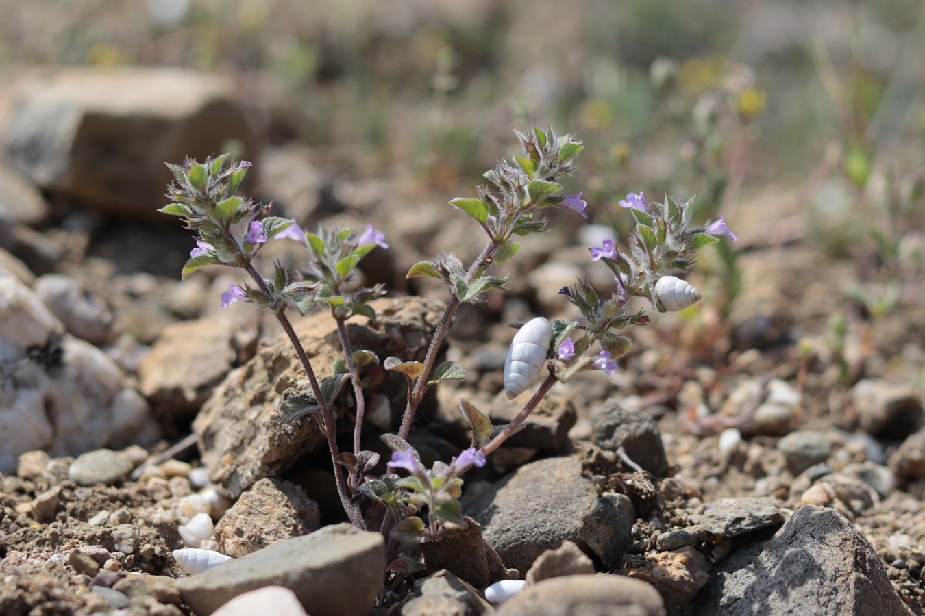 Изображение особи Ziziphora graveolens.