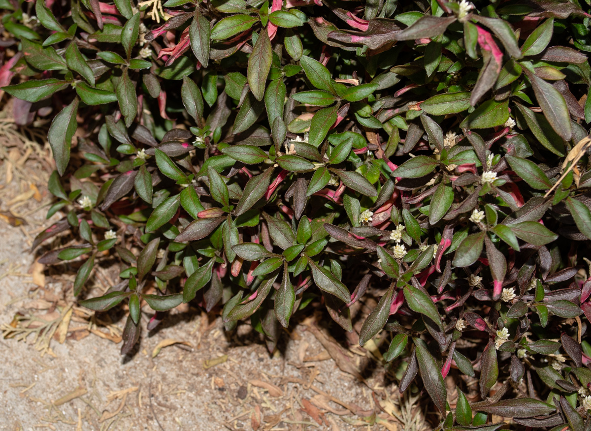 Image of Alternanthera ficoidea specimen.