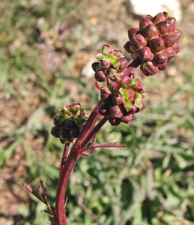 Изображение особи Poterium sanguisorba.